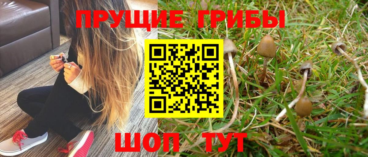 Псилоцибиновые грибы Psilocybe  Вход с VPN  Кировск  Псилоцибиновые грибы Magic Shrooms 